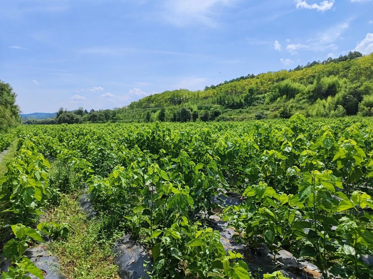 暑假社会实践 | 生态桑园绿意浓,“蚕”动绿色新经济--水源区固废变有机肥,麦地冲蚕丝织就国际路 第 1 张 暑假社会实践 | 生态桑园绿意浓,“蚕”动绿色新经济--水源区固废变有机肥,麦地冲蚕丝织就国际路 第 1 张
