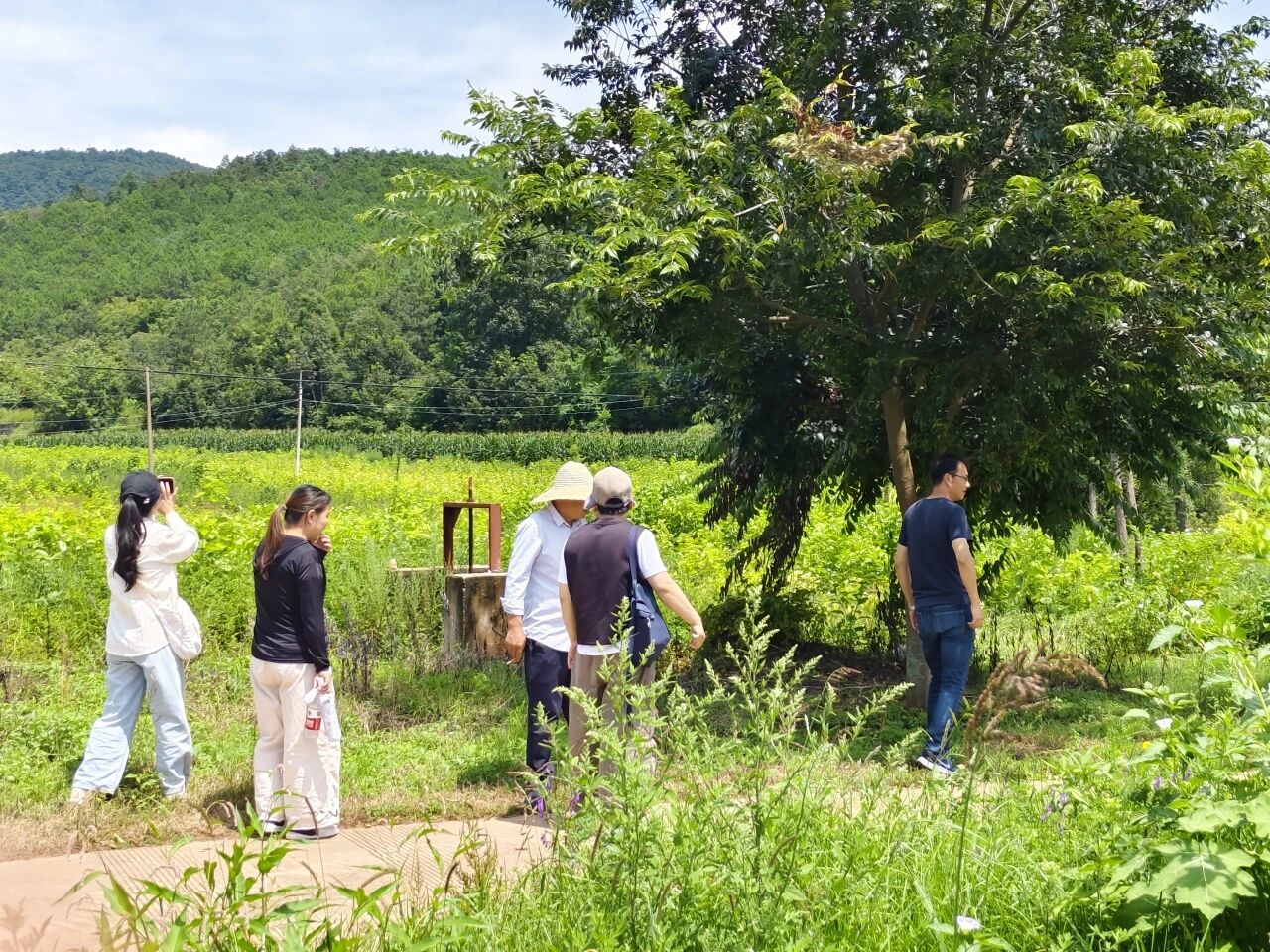 暑假社会实践 | 生态桑园绿意浓,“蚕”动绿色新经济--水源区固废变有机肥,麦地冲蚕丝织就国际路 第 2 张 暑假社会实践 | 生态桑园绿意浓,“蚕”动绿色新经济--水源区固废变有机肥,麦地冲蚕丝织就国际路 第 2 张