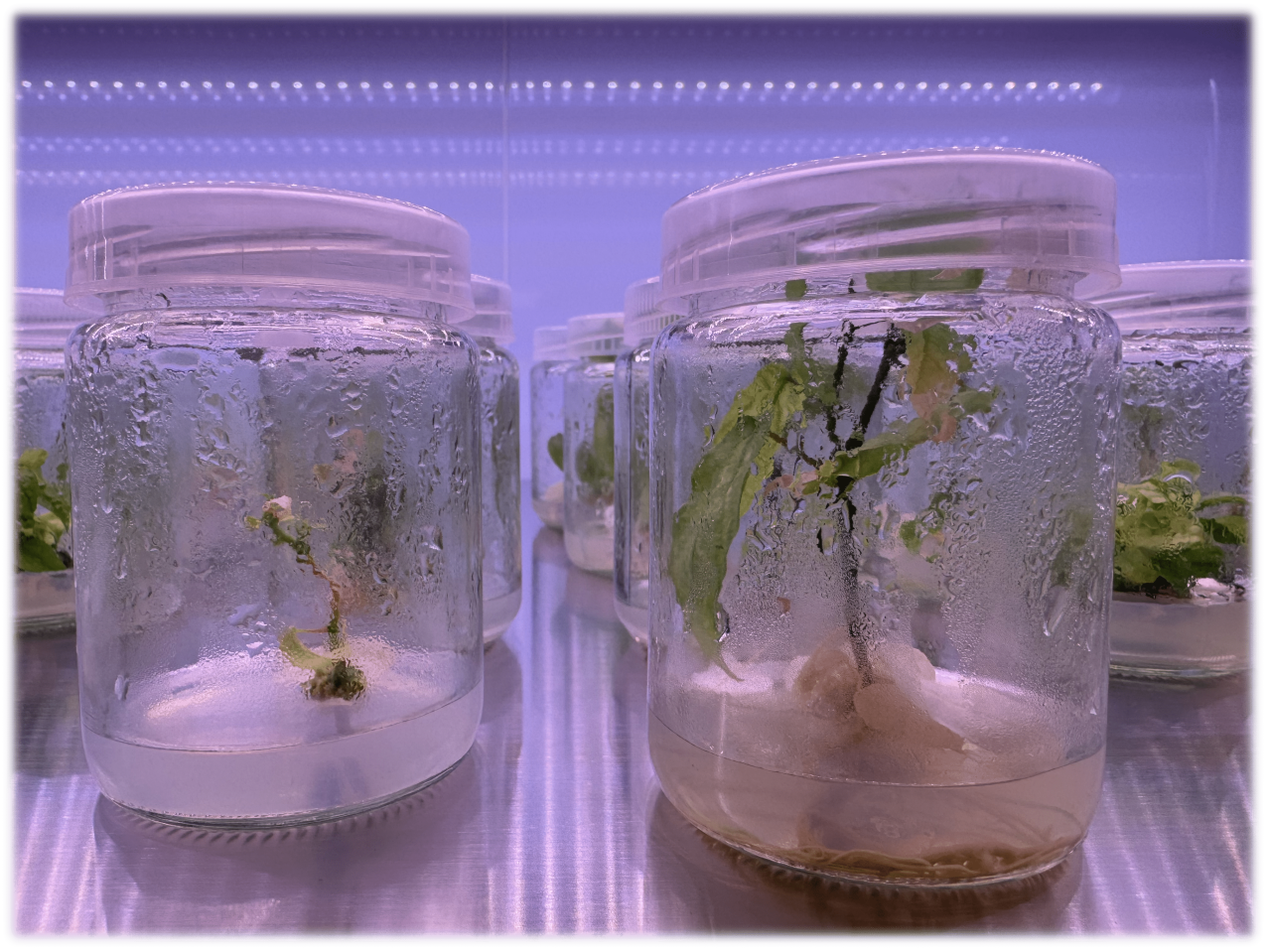 252c29252eef690fe39849012c8ec5aa.png 252c29252eef690fe39849012c8ec5aa.png